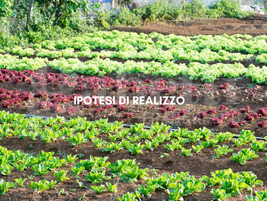 Immagine 9 di Terreno agricolo in vendita  in Via SANT'ANNA - VIA CANAL DI VALLE, 00 a Chioggia