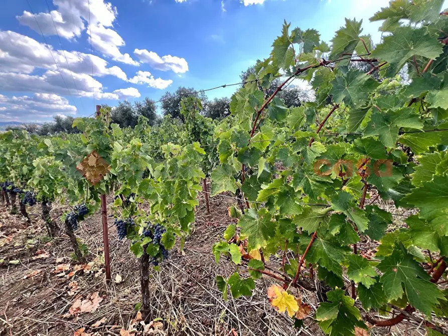 Immagine 7 di Terreno agricolo in vendita  in Contrada GORIZZE, SNC a Barile