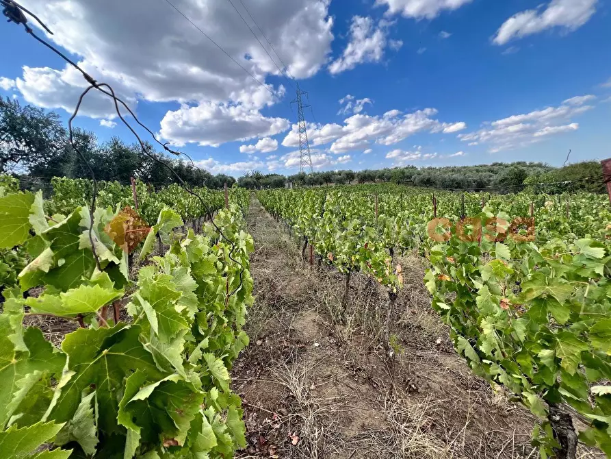 Immagine 14 di Terreno agricolo in vendita  in Contrada GORIZZE, SNC a Barile