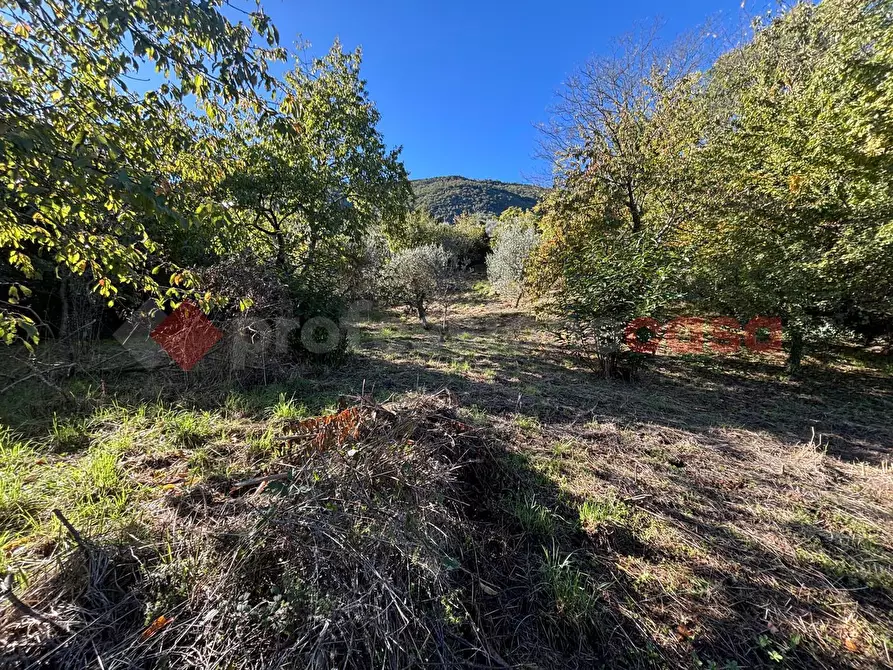 Immagine 2 di Terreno agricolo in vendita  in Via Vignali, snc a Sgurgola