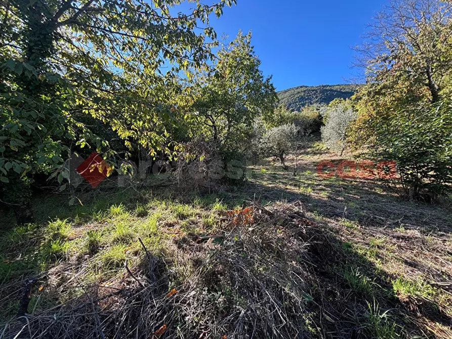 Immagine 9 di Terreno agricolo in vendita  in Via Vignali, snc a Sgurgola