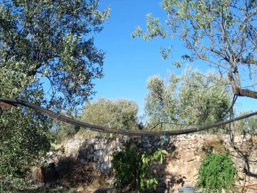 Immagine 7 di Terreno agricolo in vendita  in Strada VICINALE CRISPIANO MONTETERMITI, SNC a Crispiano
