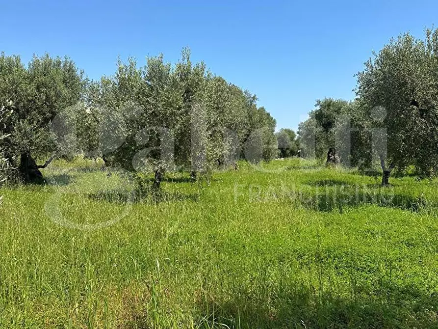 Immagine 7 di Terreno agricolo in vendita  in Contrada Impisi, sn a Ostuni