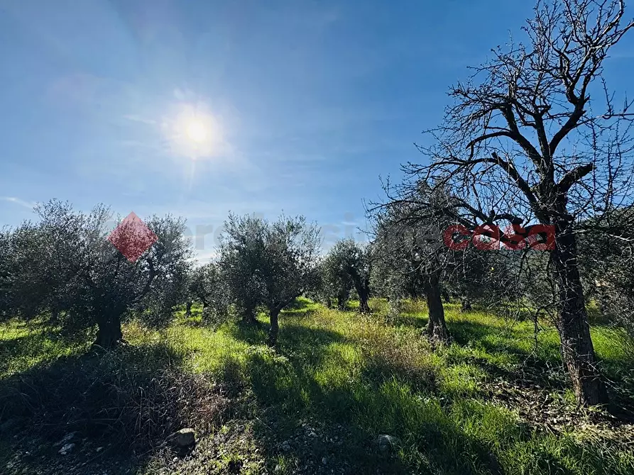Immagine 14 di Terreno agricolo in vendita  in Via SELVOTTA, 40 a Terracina