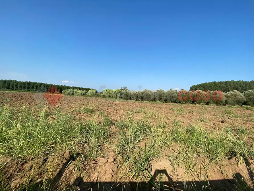 Immagine 17 di Terreno agricolo in vendita  in LocalitÃ  Starzella, SNC a Falciano Del Massico
