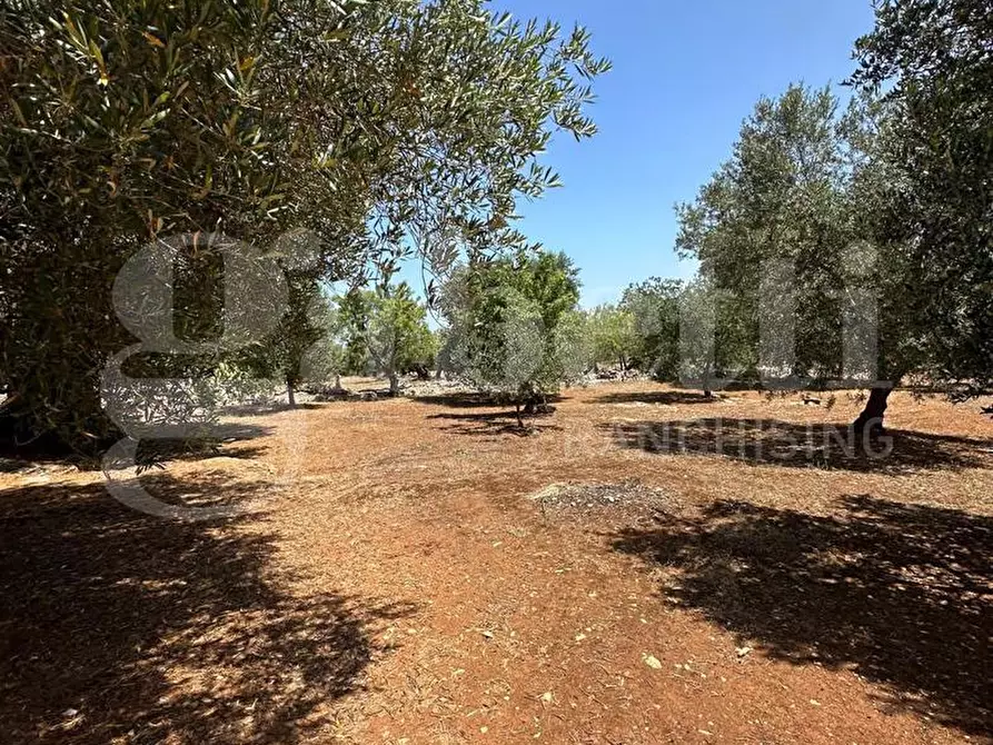 Immagine 7 di Terreno agricolo in vendita  in Contrada Morrone a Ostuni
