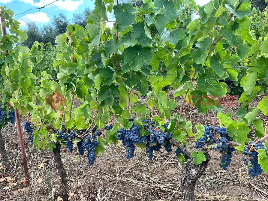 Immagine 15 di Terreno agricolo in vendita  in Contrada GORIZZE, SNC a Barile