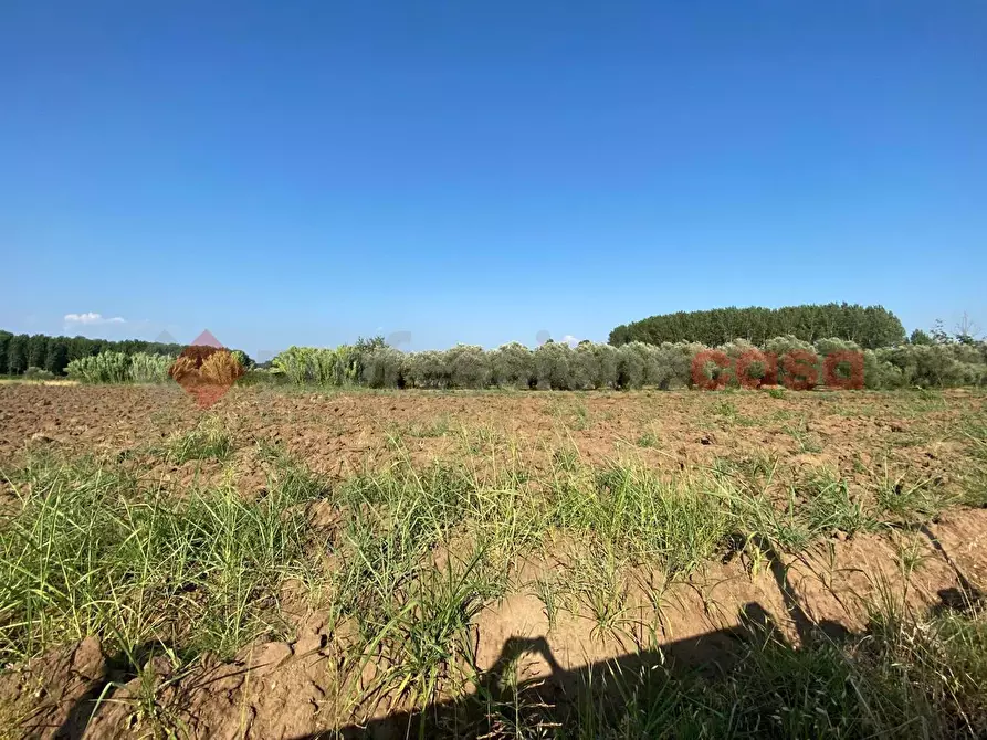 Immagine 19 di Terreno agricolo in vendita  in LocalitÃ  Starzella, SNC a Falciano Del Massico