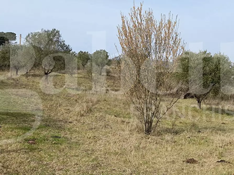 Immagine 6 di Terreno agricolo in vendita  in Via CASALE DELLE PIETRISCHE, 00 a Manziana