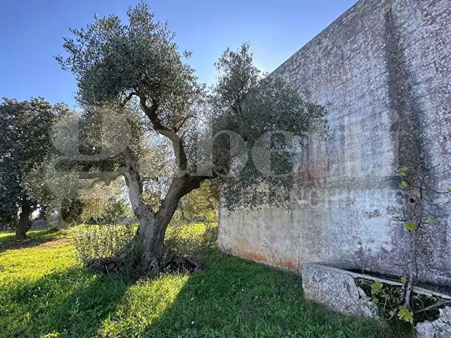 Immagine 5 di Villa in vendita  in Contrada Sessana Piccola, sn a Ostuni