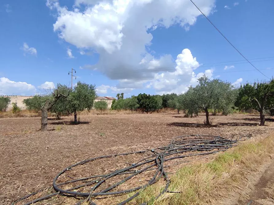 Immagine 10 di Terreno agricolo in vendita  in Via SAN ROCCO, SNC a San Severo