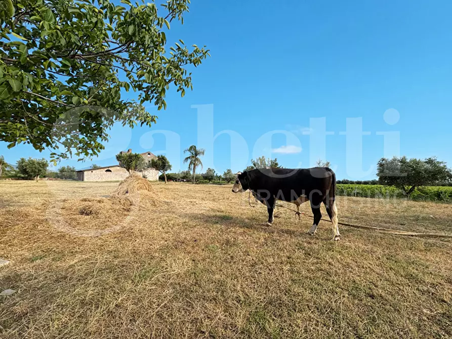 Immagine 13 di Azienda agricola in vendita  in LocalitÃ  Monticello a Pastorano