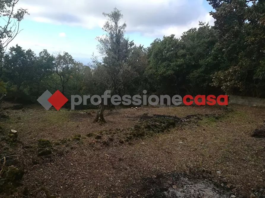 Immagine 5 di Terreno agricolo in vendita  in Contrada Scorsone, SNC a Belpasso