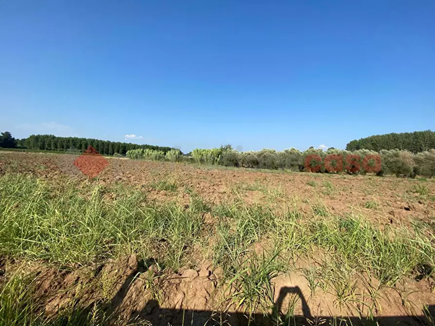 Immagine 23 di Terreno agricolo in vendita  in LocalitÃ  Starzella, SNC a Falciano Del Massico