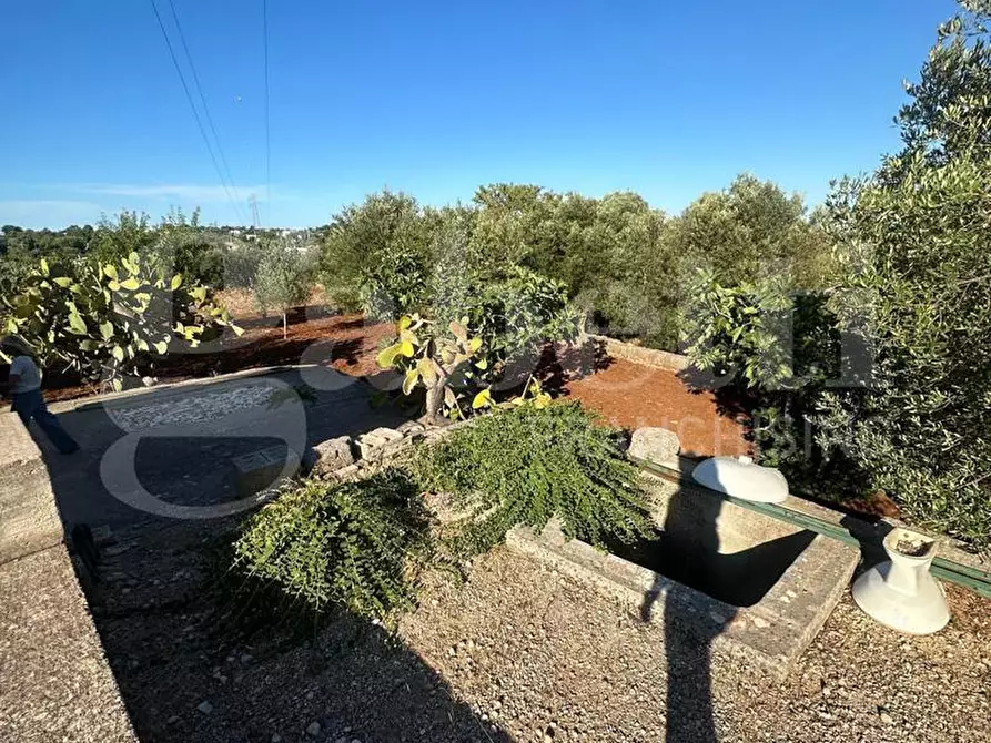 Immagine 8 di Terreno agricolo in vendita  in Contrada Salinola a Ostuni