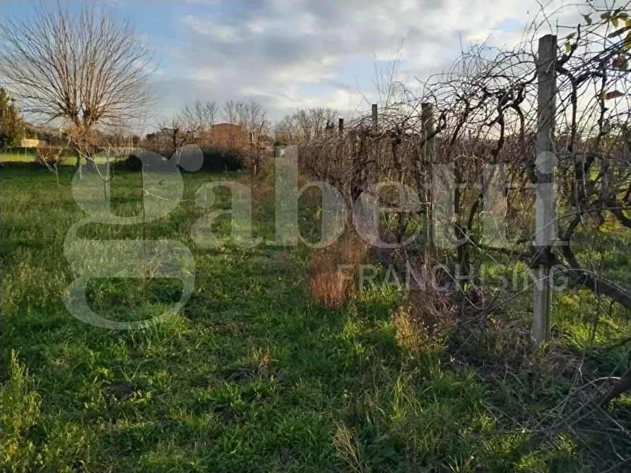 Immagine 7 di Terreno agricolo in vendita  in Contrada limitone, 10 a Sant'antimo