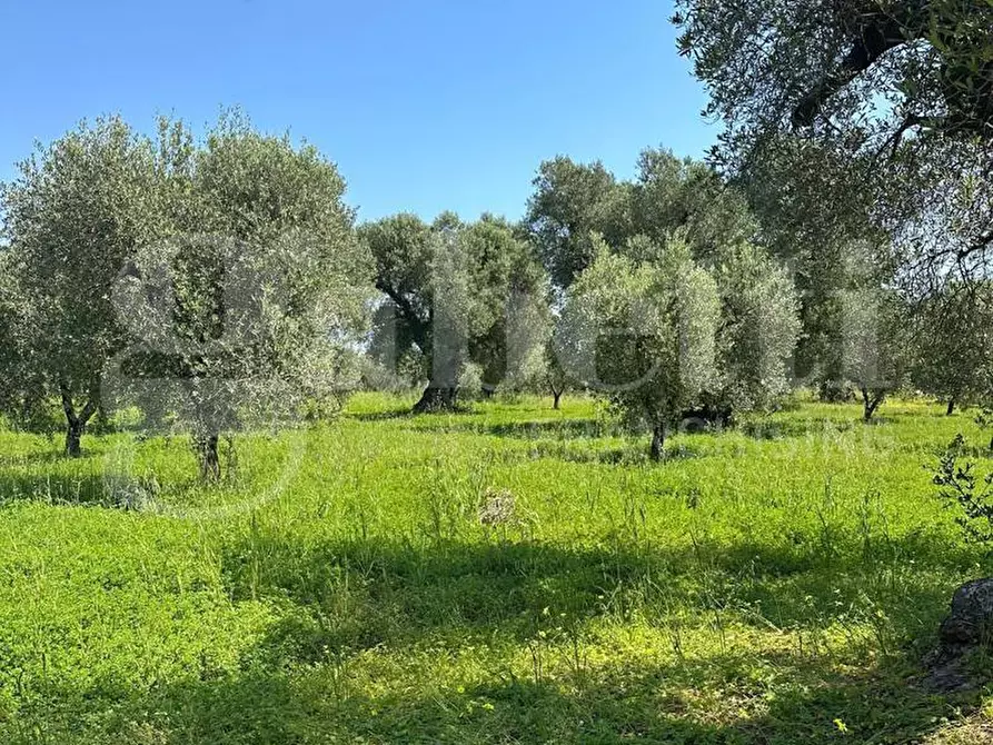 Immagine 9 di Terreno agricolo in vendita  in Contrada Impisi, sn a Ostuni