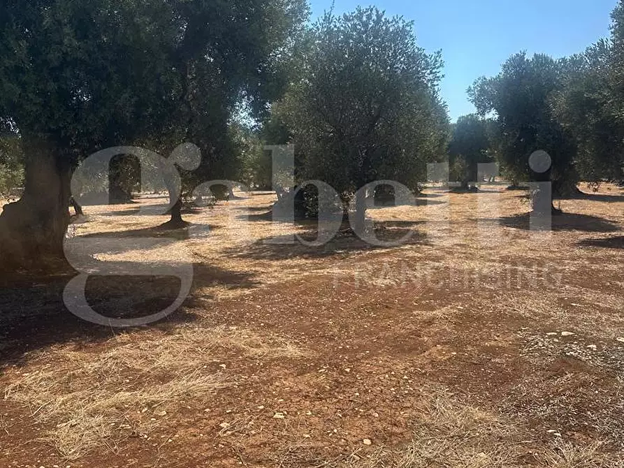 Immagine 9 di Terreno agricolo in vendita  in Contrada Casalino, sn a Ostuni
