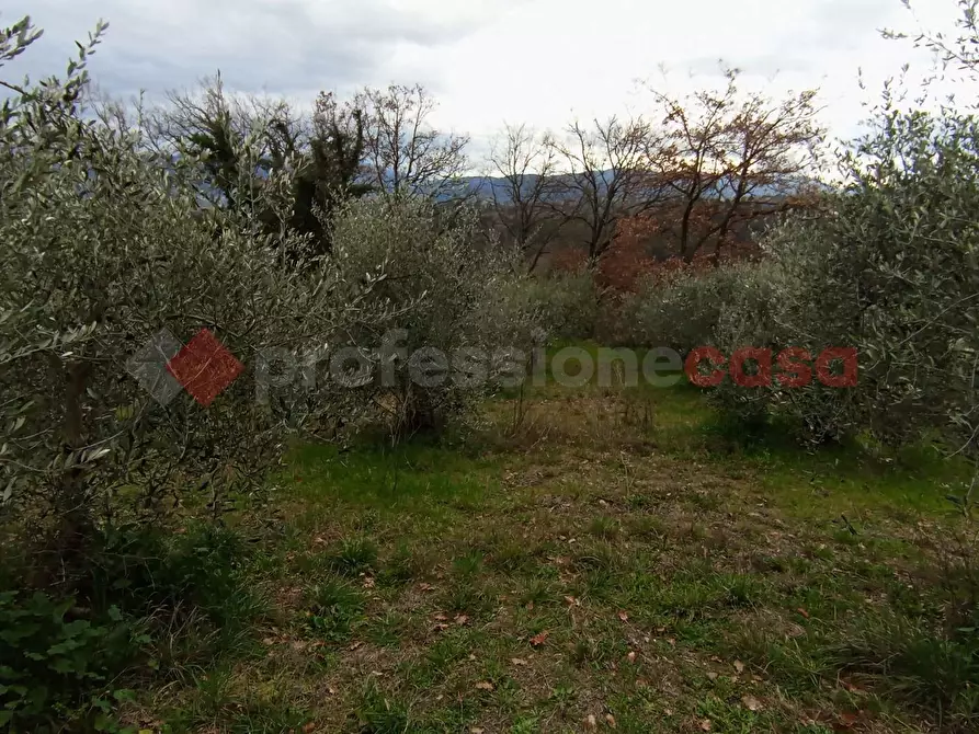 Immagine 6 di Terreno agricolo in vendita  in Via frazione Morgnano a Spoleto