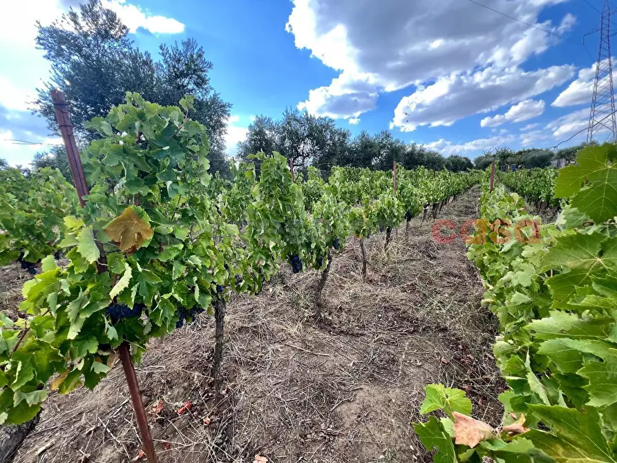 Immagine 15 di Terreno agricolo in vendita  in Contrada GORIZZE, SNC a Barile