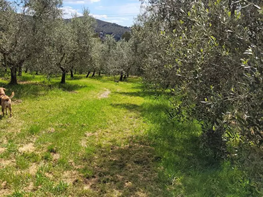 Immagine 1 di Terreno agricolo in vendita  in Via del limoncino, 75 a Livorno