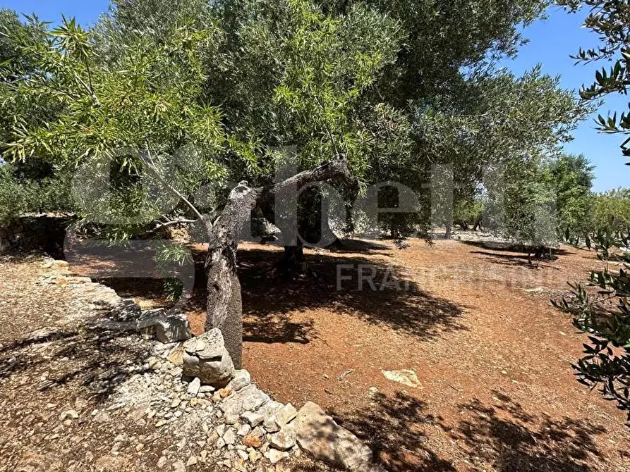 Immagine 8 di Terreno agricolo in vendita  in Contrada Morrone a Ostuni