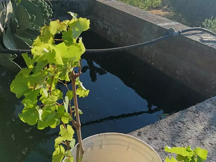 Immagine 8 di Terreno agricolo in vendita  in Strada VICINALE CRISPIANO MONTETERMITI, SNC a Crispiano