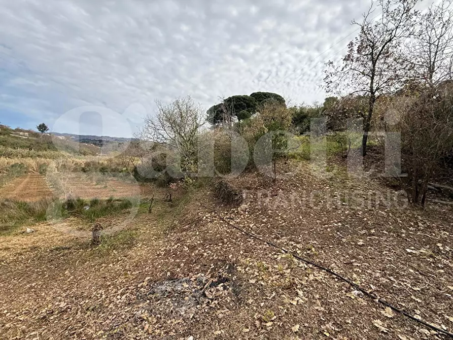 Immagine 6 di Terreno agricolo in vendita  in Contrada CARLO FAZZO, snc a Pianopoli