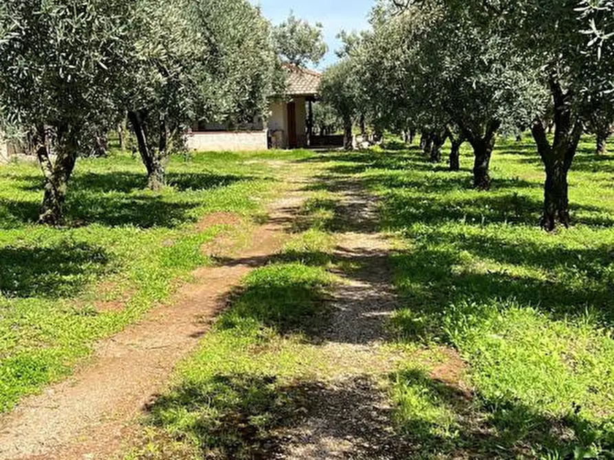 Immagine 4 di Terreno agricolo in vendita  in Via Raoul Morelli, 133 a Lamezia Terme