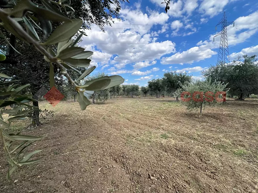 Immagine 2 di Terreno agricolo in vendita  in Contrada GORIZZE, SNC a Barile