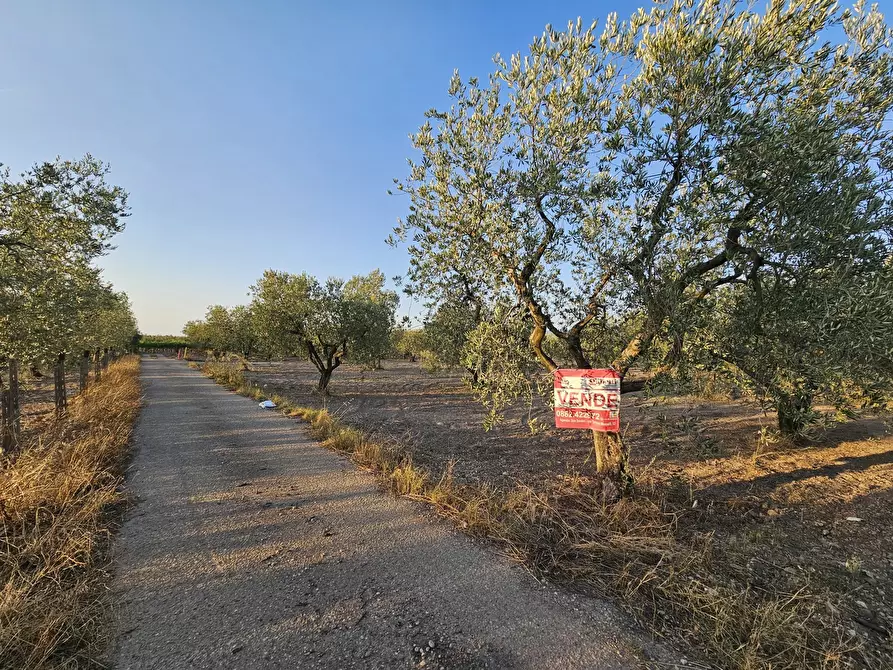 Immagine 2 di Terreno agricolo in vendita  in Contrada Vignali a San Severo