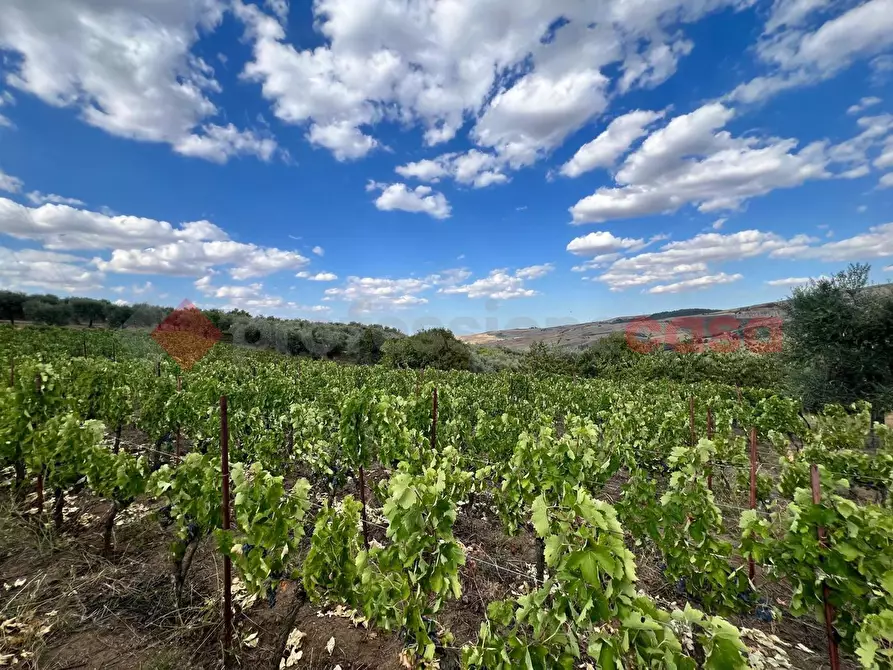 Immagine 29 di Terreno agricolo in vendita  in Contrada GORIZZE, SNC a Barile