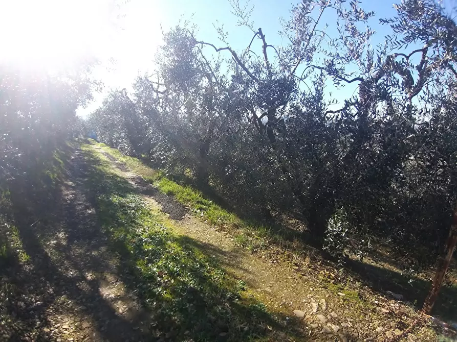 Immagine 3 di Terreno agricolo in vendita  in Via Provinciale di Malmantile a Castelfiorentino