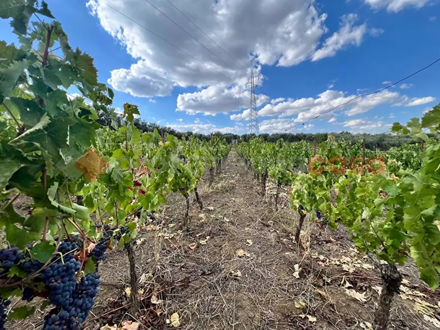 Immagine 26 di Terreno agricolo in vendita  in Contrada GORIZZE, SNC a Barile