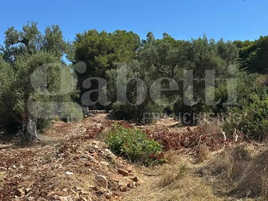 Immagine 7 di Terreno agricolo in vendita  in Contrada Campanile a Ostuni