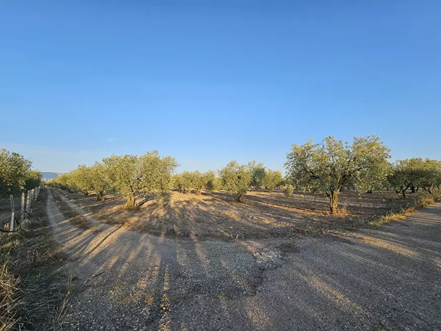 Immagine 3 di Terreno agricolo in vendita  in Contrada Vignali a San Severo