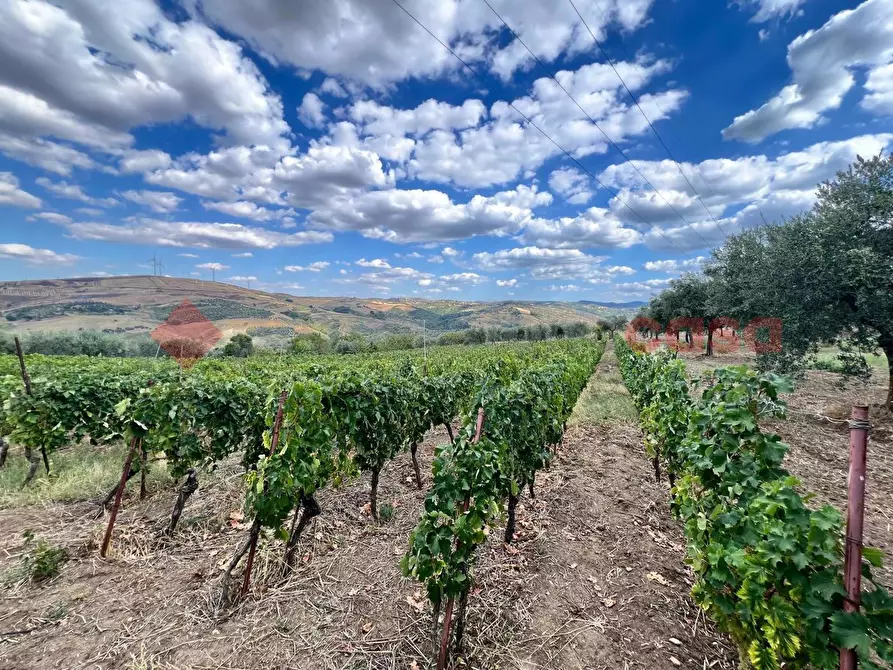 Immagine 10 di Terreno agricolo in vendita  in Contrada GORIZZE, SNC a Barile