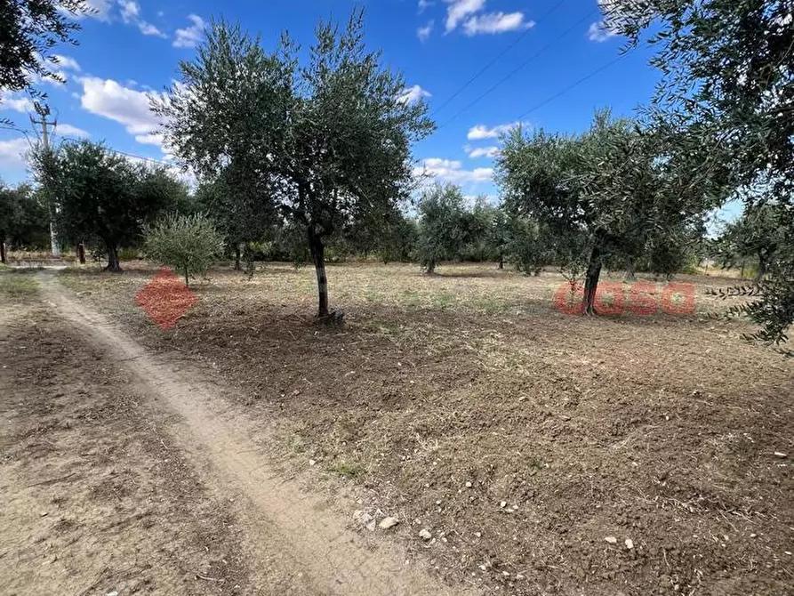 Immagine 4 di Terreno agricolo in vendita  in Contrada GORIZZE, SNC a Barile