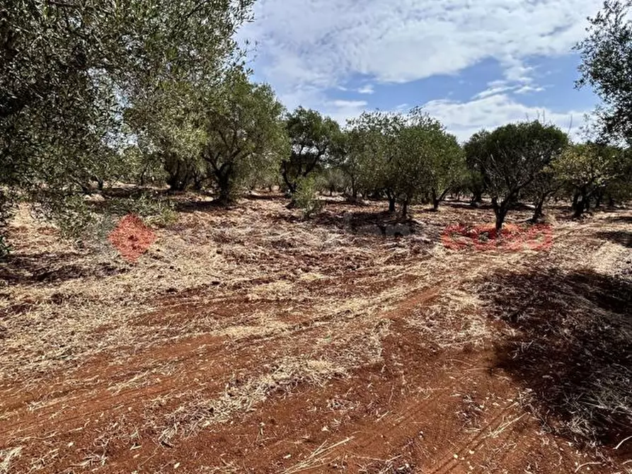 Immagine 14 di Rustico / casale in vendita  in Contrada Camastra, snc a Ostuni