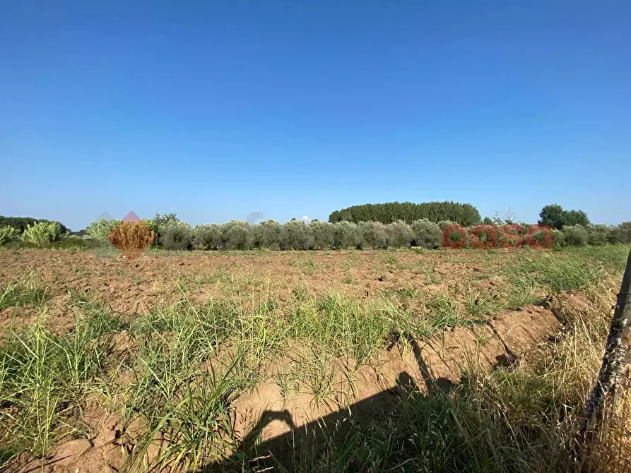 Immagine 3 di Terreno agricolo in vendita  in LocalitÃ  Starzella, SNC a Falciano Del Massico