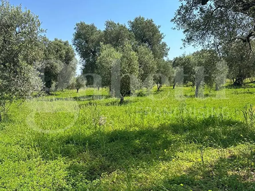 Immagine 14 di Terreno agricolo in vendita  in Contrada Impisi, sn a Ostuni