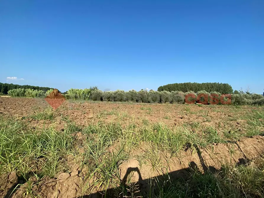 Immagine 9 di Terreno agricolo in vendita  in LocalitÃ  Starzella, SNC a Falciano Del Massico