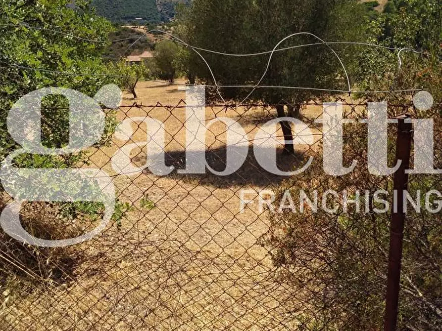 Immagine 3 di Terreno agricolo in vendita  in Via Dante Alighieri, 44 a Domus De Maria