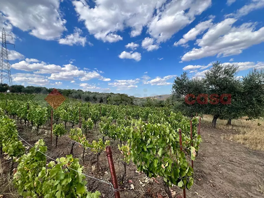 Immagine 16 di Terreno agricolo in vendita  in Contrada GORIZZE, SNC a Barile