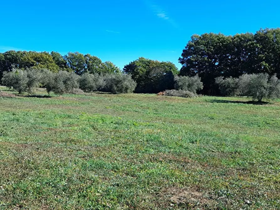 Immagine 5 di Terreno agricolo in vendita  in Via DELLA MOLA, 00 a Manziana