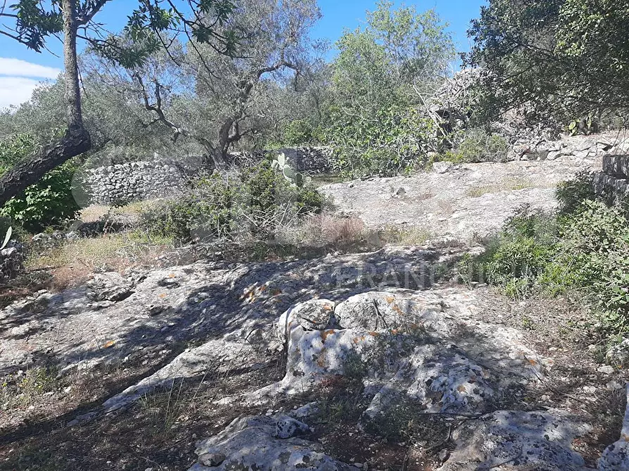 Immagine 10 di Terreno agricolo in vendita  in Contrada la chiusa, sn a Ostuni