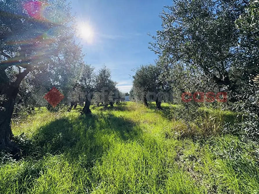 Immagine 15 di Terreno agricolo in vendita  in Via SELVOTTA, 40 a Terracina