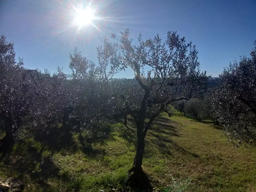 Immagine 2 di Terreno agricolo in vendita  in Via Provinciale di Malmantile a Castelfiorentino