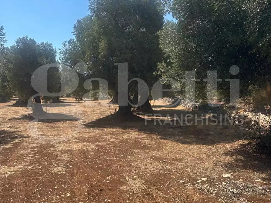 Immagine 6 di Terreno agricolo in vendita  in Contrada Casalino, sn a Ostuni