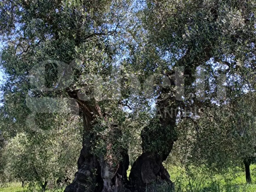 Immagine 19 di Terreno agricolo in vendita  in Contrada Impisi, sn a Ostuni